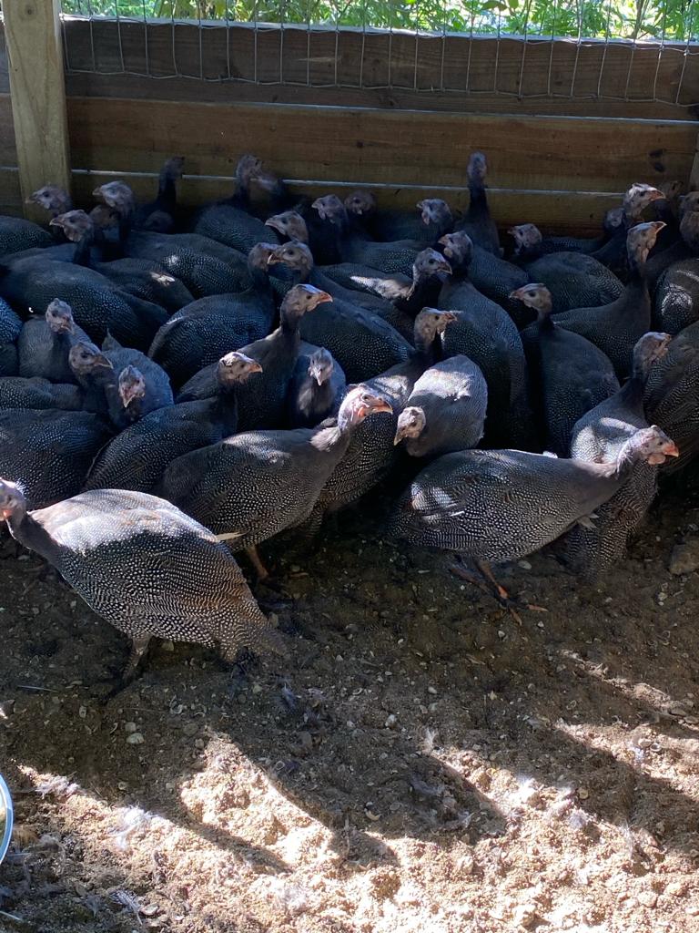 Guinea